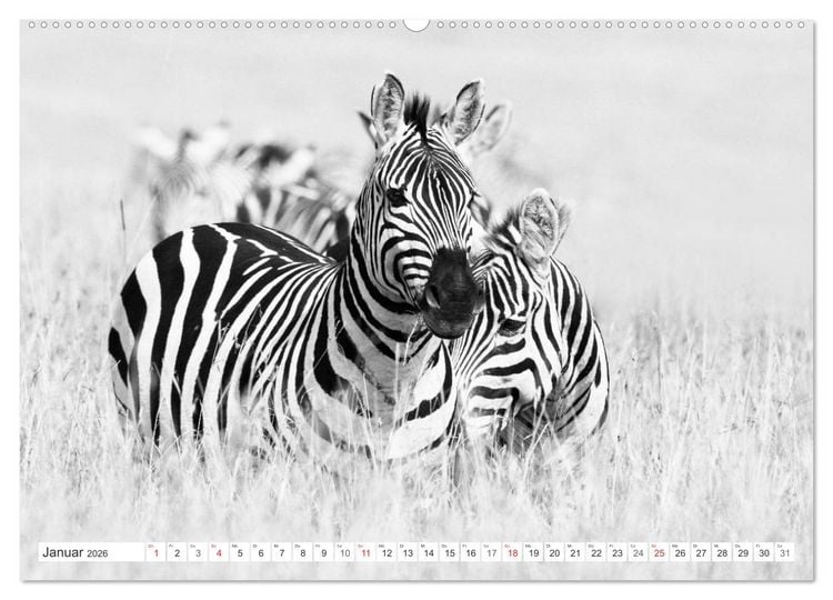 Produktbild: Emotionale Momente: Zebras - black & white. (Wandkalender 2026 DIN A2 quer), CALVENDO Monatskalender