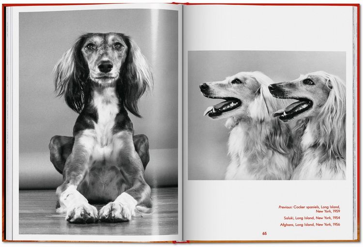 Produktbild: Walter Chandoha. Dogs. Photographs 1941&ndash;1991
