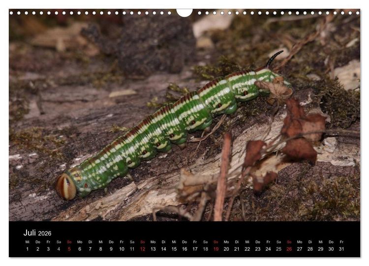 Produktbild: Faszination Schmetterlingsraupen (Wandkalender 2026 DIN A3 quer), CALVENDO Monatskalender