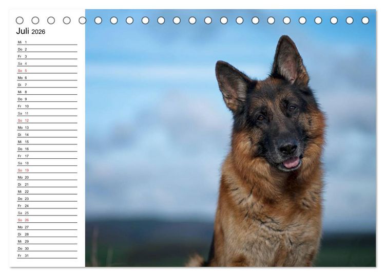 Produktbild: Deutsche Sch&auml;ferhunde - Liebenswerte Graunasen (Tischkalender 2026 DIN A5 quer), CALVENDO Monatskalender
