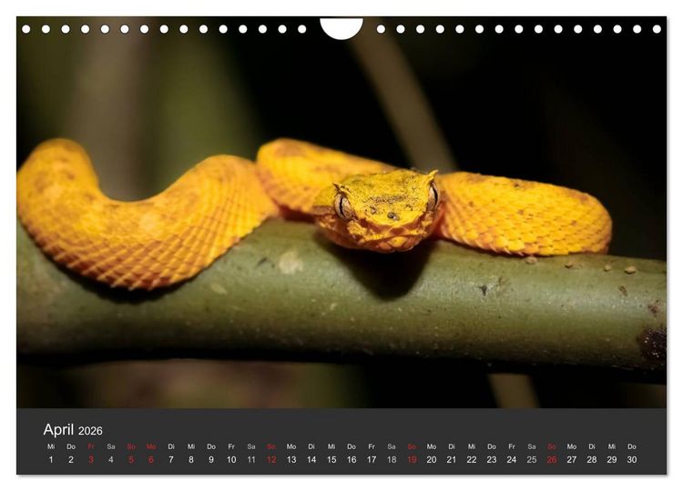 Produktbild: Costa Rica tierisch gut 2026 (Wandkalender 2026 DIN A4 quer), CALVENDO Monatskalender
