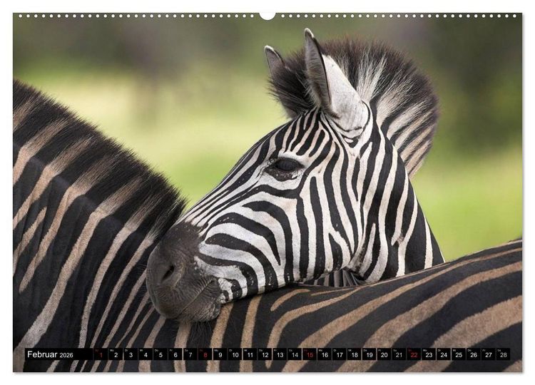Produktbild: Zebras - Ungez&auml;hmte Kraft (Wandkalender 2026 DIN A2 quer), CALVENDO Monatskalender
