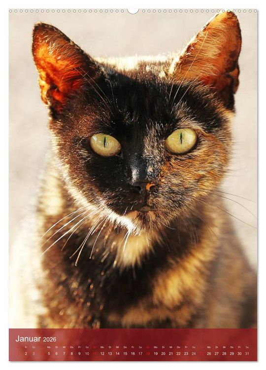 Produktbild: KATZEN AUGEN BLICKE (hochwertiger Premium Wandkalender 2026 DIN A2 hoch), Kunstdruck in Hochglanz
