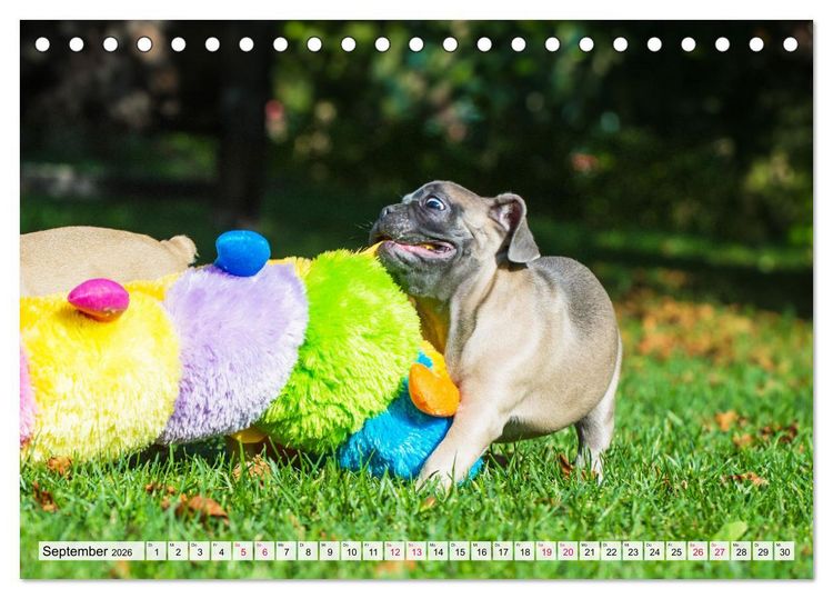 Produktbild: Kleine Helden - Franz&ouml;sische Bulldoggen (Tischkalender 2026 DIN A5 quer), CALVENDO Monatskalender