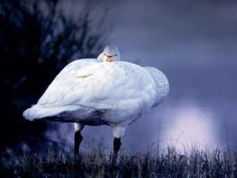 Produktbild: CALVENDO Puzzle wilden Schwan. Finnland | 1000 Teile Lege-Gr&ouml;&szlig;e 64x48cm Foto-Puzzle f&uuml;r gl&uuml;ckliche Stunden