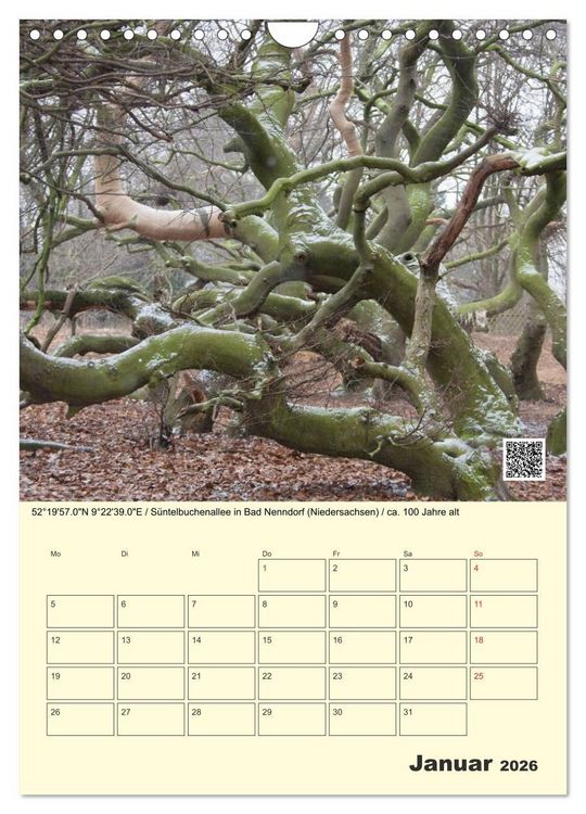 Produktbild: Uralt - Mit QR-Code und GPS zu alten B&auml;umen (Wandkalender 2026 DIN A4 hoch), CALVENDO Monatskalender