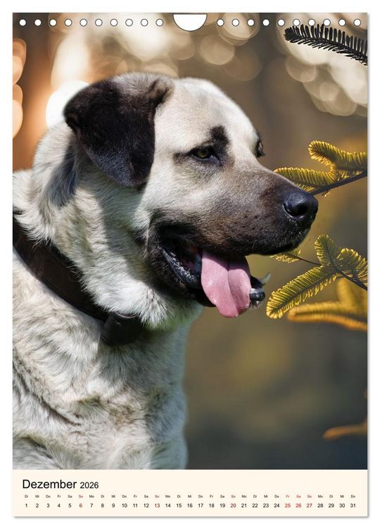 Produktbild: H&uuml;tehunde mit Energie und Ausdauer (Wandkalender 2026 DIN A4 hoch), CALVENDO Monatskalender