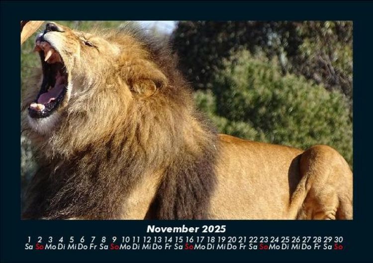 Produktbild: L&ouml;wen in der Wildnis 2025 Fotokalender DIN A5