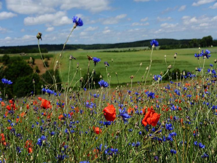 Produktbild: CALVENDO Puzzle Ein Motiv aus dem Kalender Roter Mohn, bunte Wiesen | 1000 Teile Lege-Gr&ouml;&szlig;e 64x48cm Foto-Puzzle f&uuml;r gl&uuml;ckliche Stunden