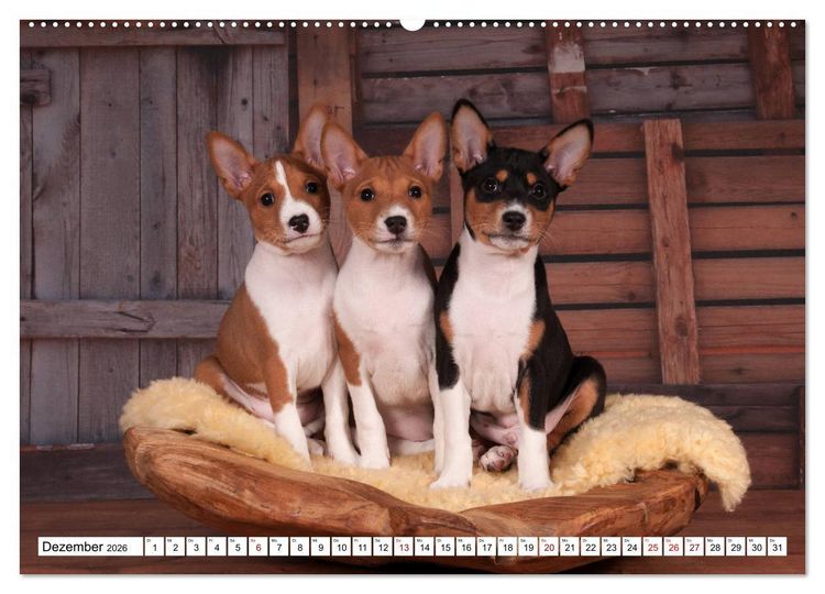 Produktbild: Wunderbare Basenji Welpenzeit (hochwertiger Premium Wandkalender 2026 DIN A2 quer), Kunstdruck in Hochglanz