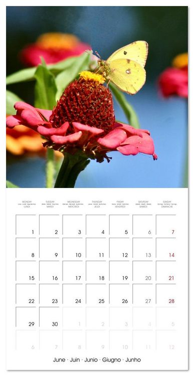 Produktbild: Gentle butterflies (Wall Calendar 2026 12 &times; 12 Inch) CALVENDO 12 Month Wall Calendar