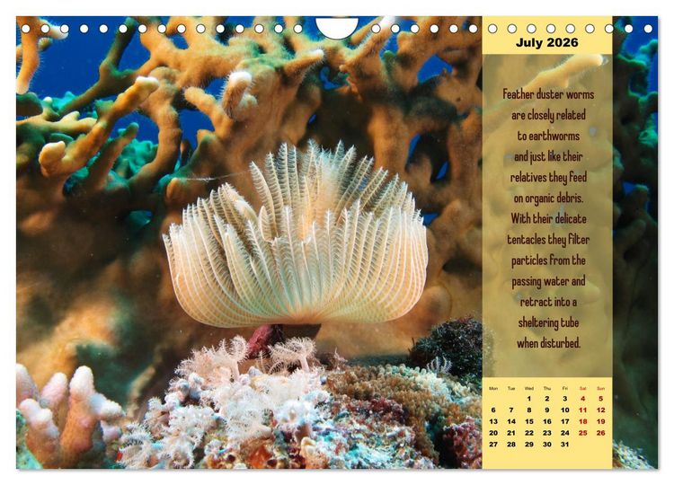Produktbild: Diving into the Red Sea (Wall Calendar 2026 DIN A4 landscape), CALVENDO 12 Month Wall Calendar