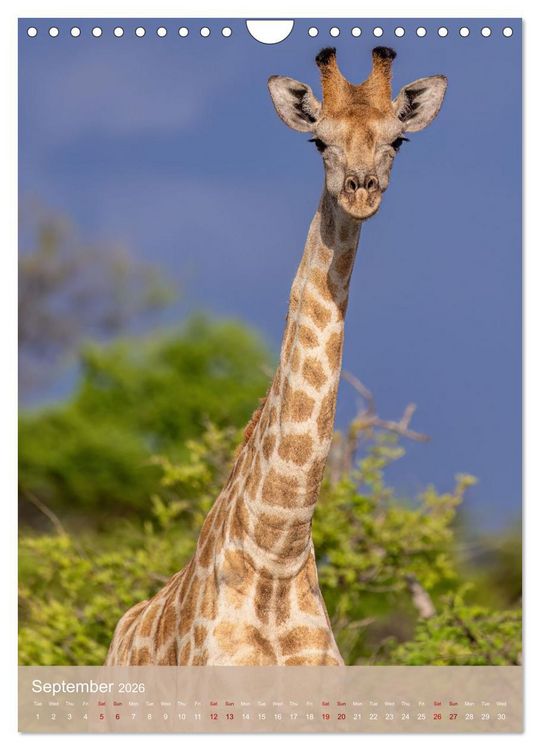 Produktbild: Giraffe Tales (Wall Calendar 2026 DIN A4 portrait), CALVENDO 12 Month Wall Calendar