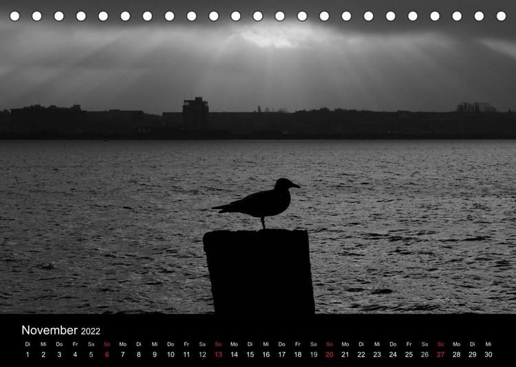 Produktbild: Kieler V&ouml;gel (Tischkalender 2022 DIN A5 quer)