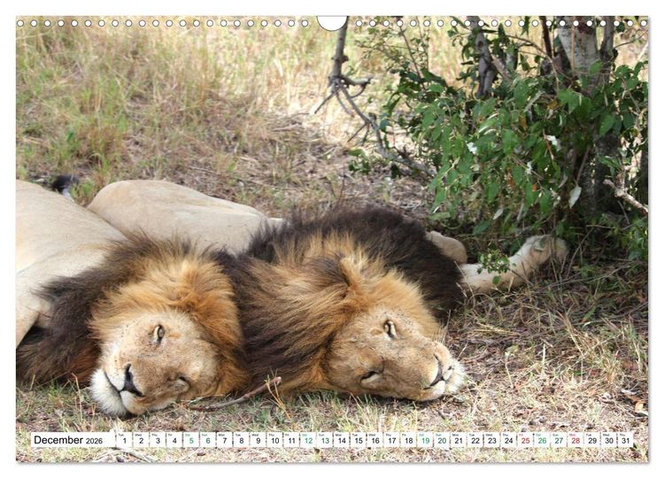 Produktbild: Simba Masai Mara Kenya Africa (Wall Calendar 2026 DIN A3 landscape), CALVENDO 12 Month Wall Calendar