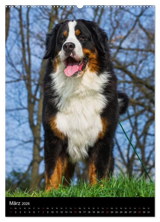 Produktbild: Faszination Berner Sennenhund (hochwertiger Premium Wandkalender 2026 DIN A2 hoch), Kunstdruck in Hochglanz