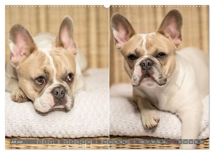 Produktbild: French Bully&acute;s - Gro&szlig;e Sch&auml;tze auf kleinen Pfoten (hochwertiger Premium Wandkalender 2026 DIN A2 quer), Kunstdruck in Hochglanz