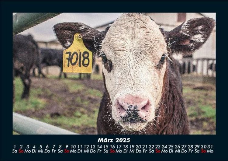 Produktbild: Tiere auf dem Bauernhof 2025 Fotokalender DIN A5