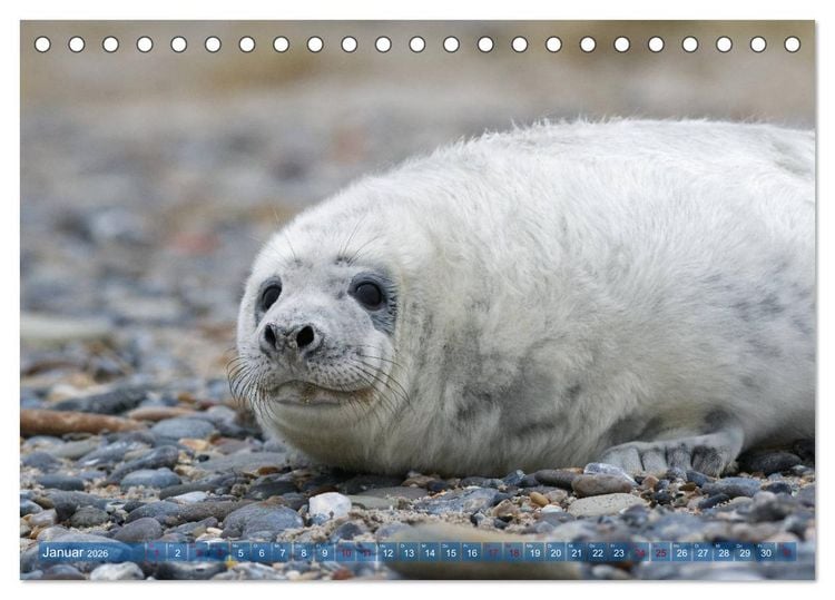 Produktbild: Robben - Lustige Bewohner Helgolands (Tischkalender 2026 DIN A5 quer), CALVENDO Monatskalender