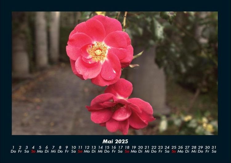 Produktbild: Blumentr&auml;ume 2025 Fotokalender DIN A4