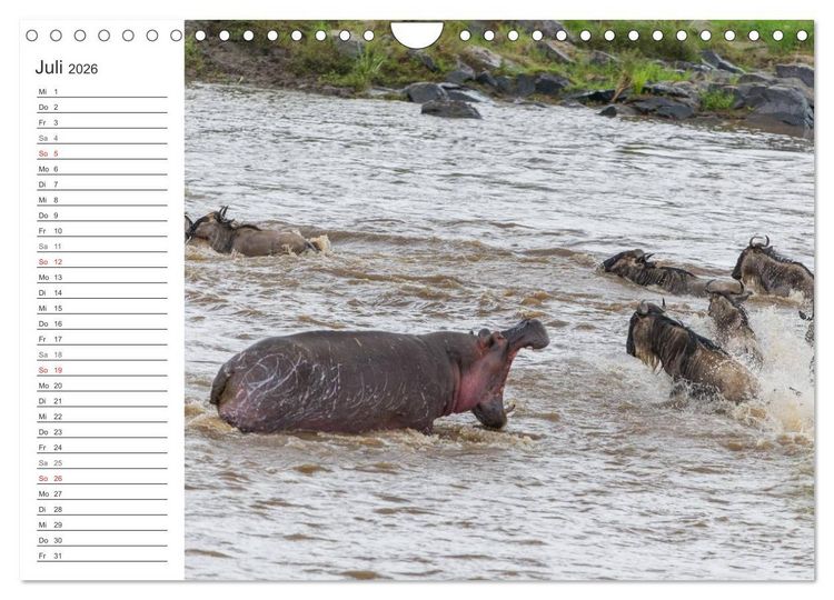 Produktbild: Emotionale Momente: Nilpferde hautnah (Wandkalender 2026 DIN A4 quer), CALVENDO Monatskalender