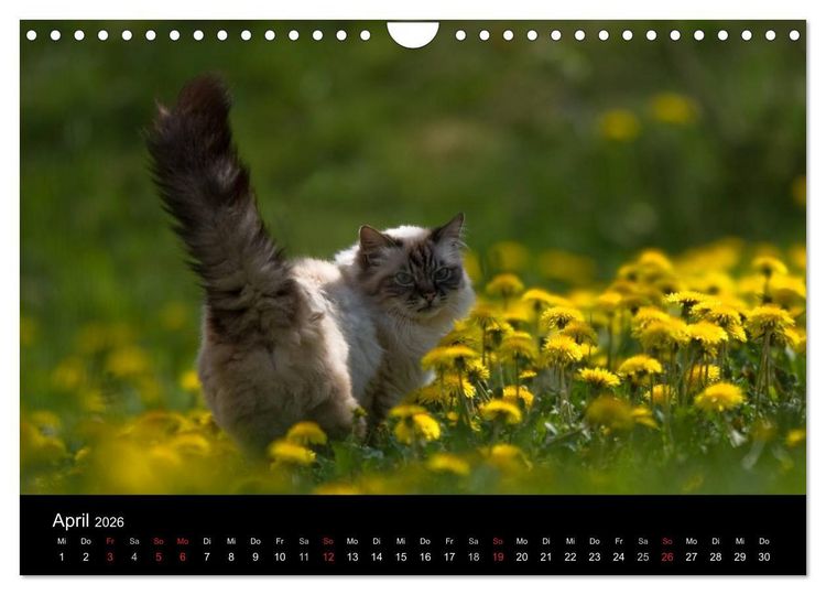 Produktbild: Freig&auml;nger - Hauskatzen unterwegs (Wandkalender 2026 DIN A4 quer), CALVENDO Monatskalender