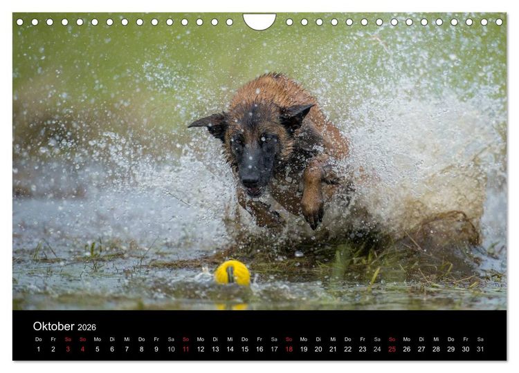 Produktbild: Belgischer Sch&auml;ferhund - Der Malinois in Action (Wandkalender 2026 DIN A4 quer), CALVENDO Monatskalender