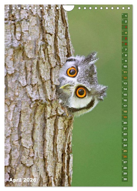 Produktbild: Eulen: In die Augen geschaut (Wandkalender 2026 DIN A4 hoch), CALVENDO Monatskalender