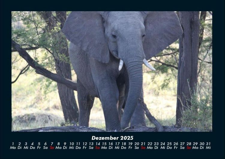 Produktbild: Elefanten - Die sanften Riesen Afrikas 2025 Fotokalender DIN A4
