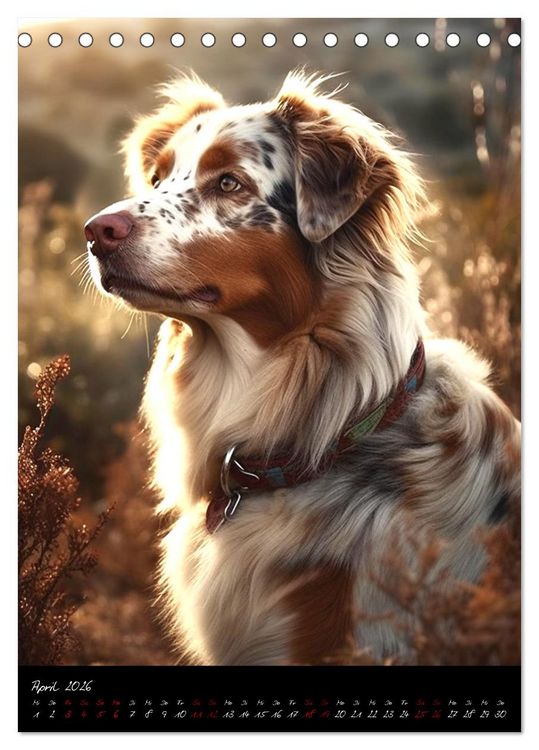 Produktbild: Australian Shepherd (Tischkalender 2026 DIN A5 hoch), CALVENDO Monatskalender