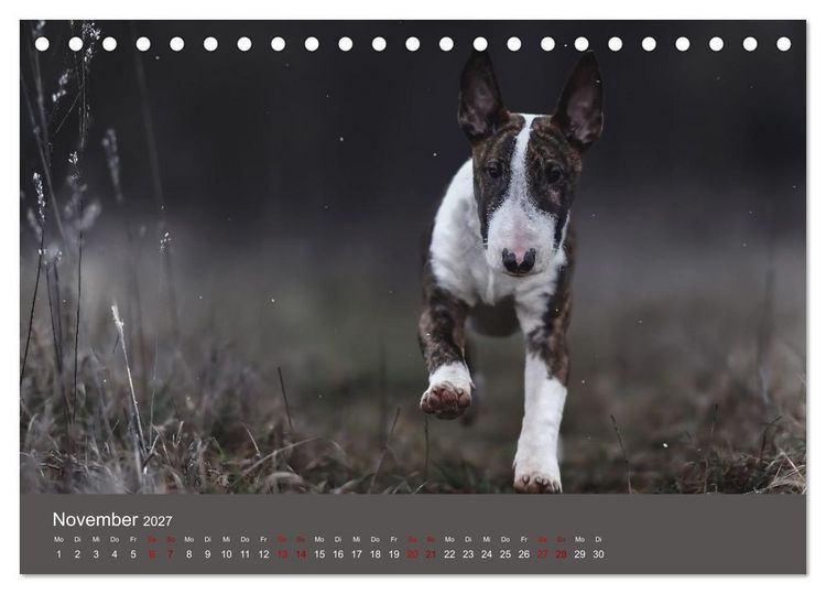 Produktbild: Fantastische Bullterrier - Sieger im Herzen (Tischkalender 2027 DIN A5 quer), CALVENDO Monatskalender
