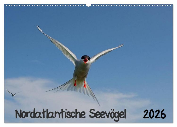 Produktbild: Nordatlantische Seev&ouml;gel (Wandkalender 2026 DIN A2 quer), CALVENDO Monatskalender