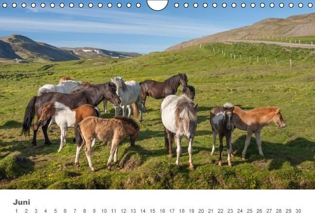 Produktbild: Islandpferde: Gef&auml;hrten der Wikinger (Wandkalender immerw&auml;hrend DIN A4 quer)