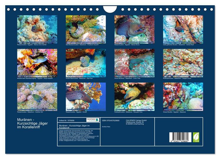 Produktbild: Mur&auml;nen - Kurzsichtige J&auml;ger im Korallenriff (Wandkalender 2026 DIN A4 quer), CALVENDO Monatskalender