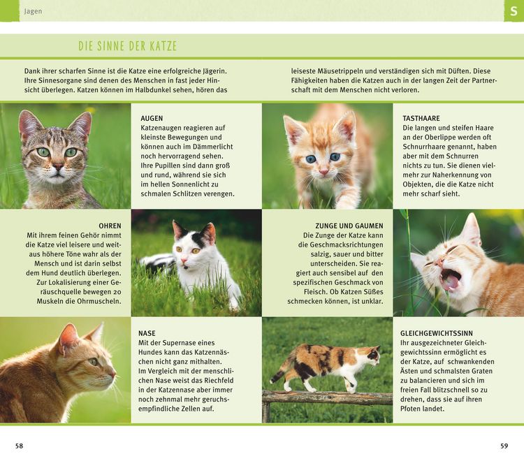 Produktbild: 300 Fragen zum Katzenverhalten