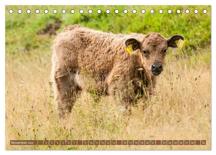 Produktbild: Galloway K&auml;lbchen - Liebenswert und lockig (Tischkalender 2026 DIN A5 quer), CALVENDO Monatskalender