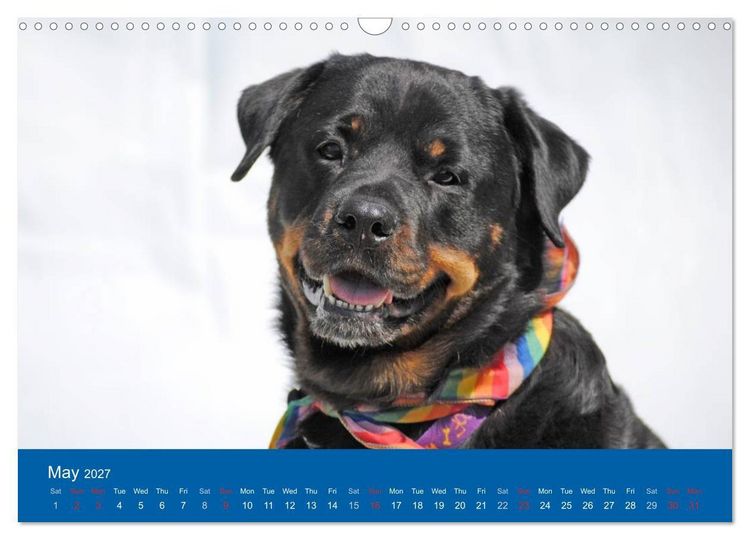 Produktbild: Rottweiler Portait Shots 2027 (Wall Calendar 2027 DIN A3 landscape), CALVENDO 12 Month Wall Calendar