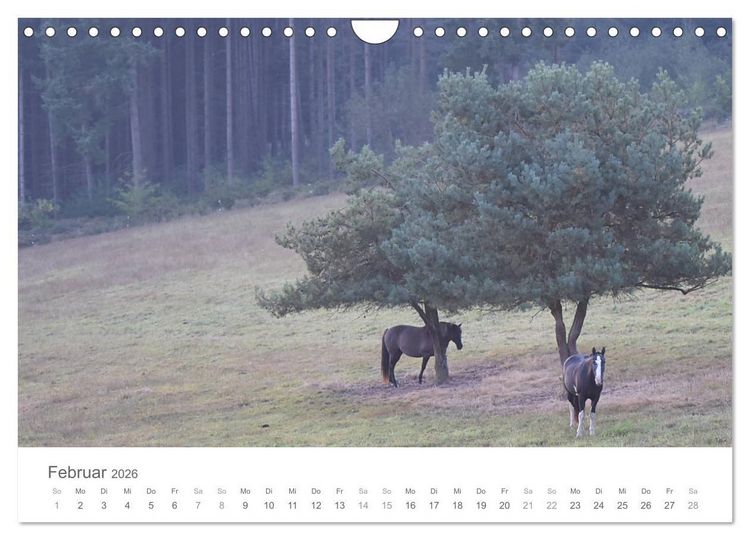 Produktbild: M&auml;rchenpferde (Wandkalender 2026 DIN A4 quer), CALVENDO Monatskalender
