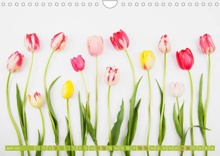 Produktbild: Tulpen f&uuml;r das ganze Jahr (Wandkalender 2022 DIN A4 quer)