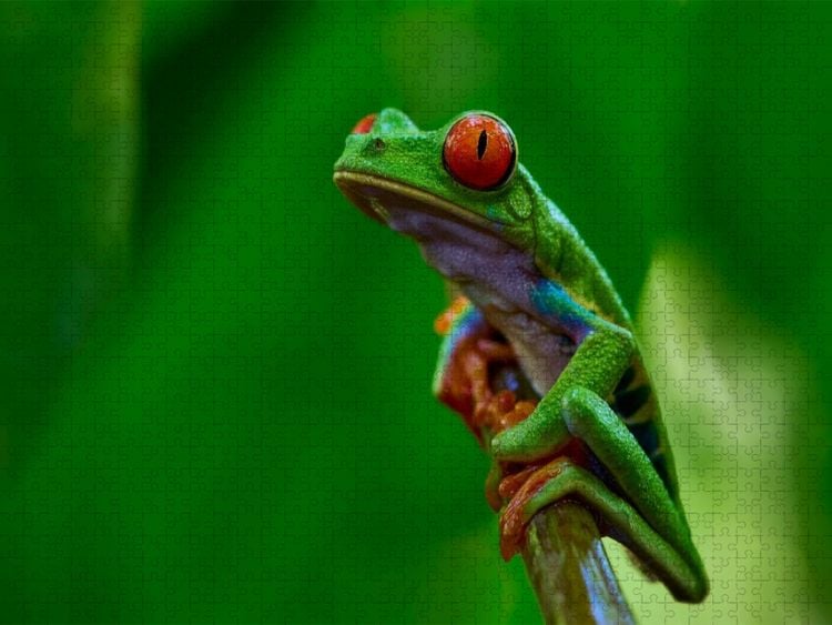 Produktbild: CALVENDO Puzzle Costa Rica - Rotaugenlaubfrosch | 2000 Teile Lege-Gr&ouml;&szlig;e 90x67cm Foto-Puzzle f&uuml;r gl&uuml;ckliche Stunden
