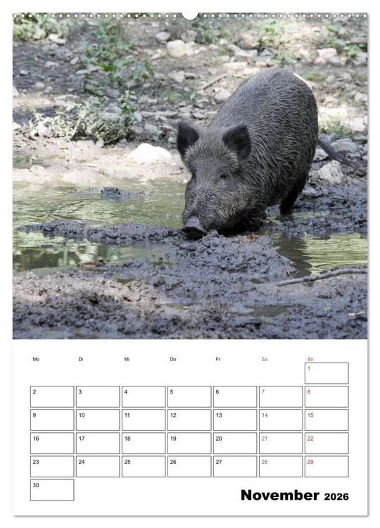 Produktbild: Der wildschweinische Terminplaner (Wandkalender 2026 DIN A2 hoch), CALVENDO Monatskalender