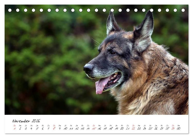 Produktbild: Deutsche Sch&auml;ferhunde - Liebenswerte Graunasen (Tischkalender 2026 DIN A5 quer), CALVENDO Monatskalender