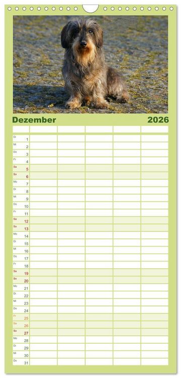 Produktbild: Familienplaner 2026 - Der Zwergrauhaardackel - Eigensinnig und Liebenswert mit 5 Spalten (Wandkalender, 21 x 45 cm) CALVENDO