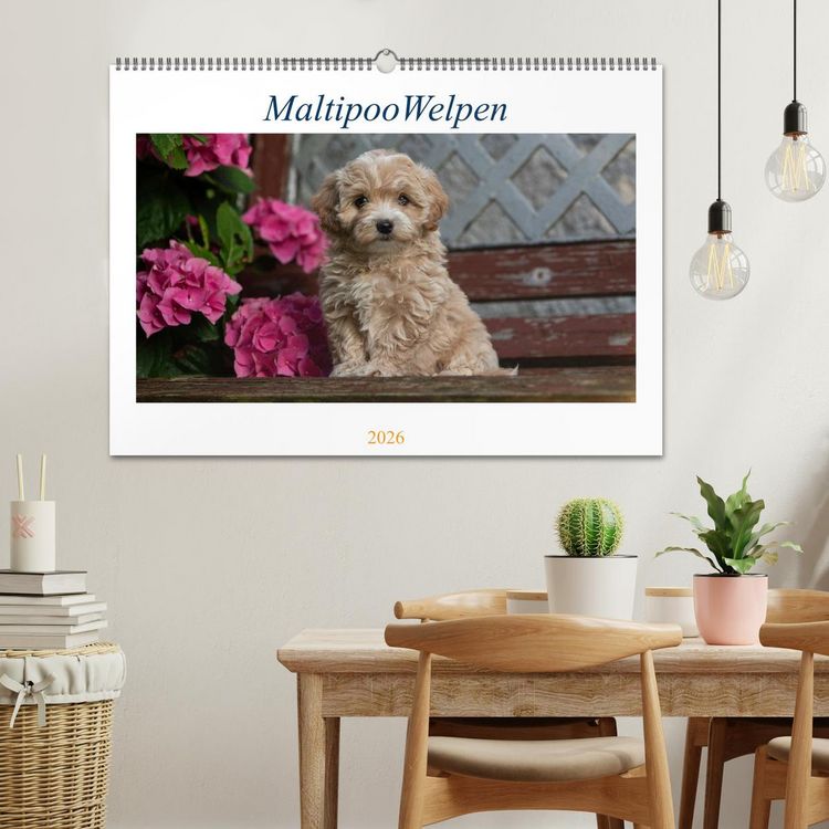 Produktbild: Maltipoo Welpen (Wandkalender 2026 DIN A2 quer), CALVENDO Monatskalender