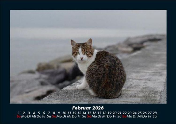 Produktbild: F&uuml;r Katzenfreunde 2026 Fotokalender DIN A5