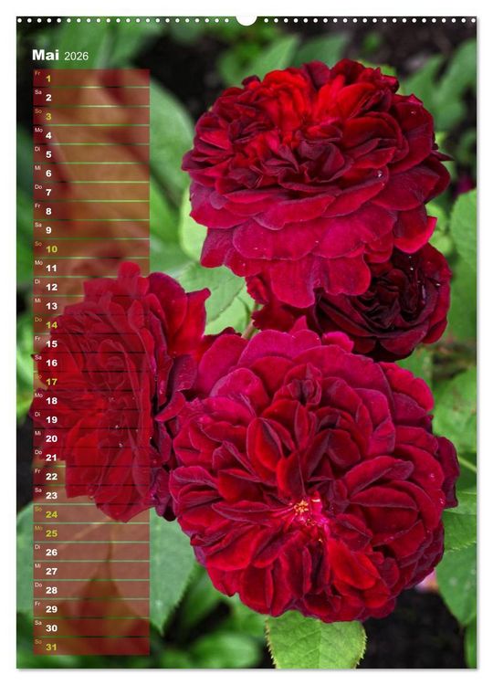 Produktbild: Rosen f&uuml;r DICH / Geburtstagskalender (hochwertiger Premium Wandkalender 2026 DIN A2 hoch), Kunstdruck in Hochglanz
