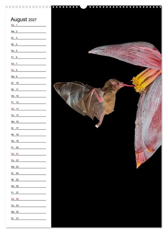 Produktbild: Costa Rica - Magische Tiere des Regenwaldes (Wandkalender 2027 DIN A2 hoch), CALVENDO Monatskalender