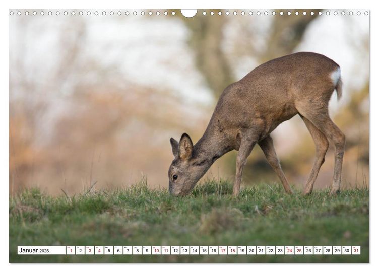 Produktbild: Anmut mit sanften Augen - Rehwild in der freien Natur (Wandkalender 2026 DIN A3 quer), CALVENDO Monatskalender