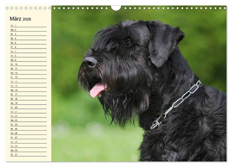 Produktbild: Treuer Freund Riesenschnauzer (Wandkalender 2026 DIN A3 quer), CALVENDO Monatskalender