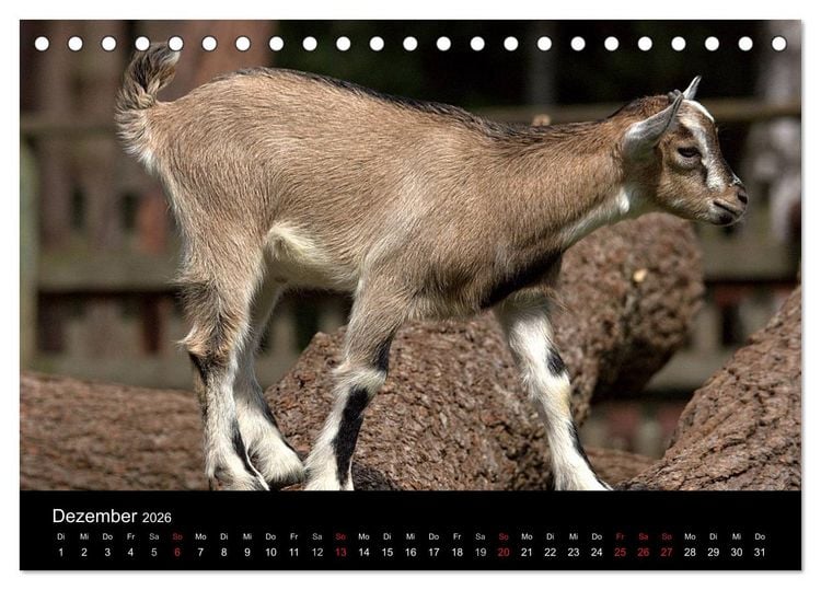 Produktbild: Zwergziegen (Tischkalender 2026 DIN A5 quer), CALVENDO Monatskalender